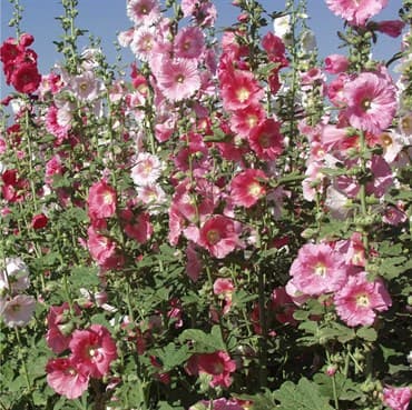 Hollyhock, Indian Spring Lbs — photo 1 of 2