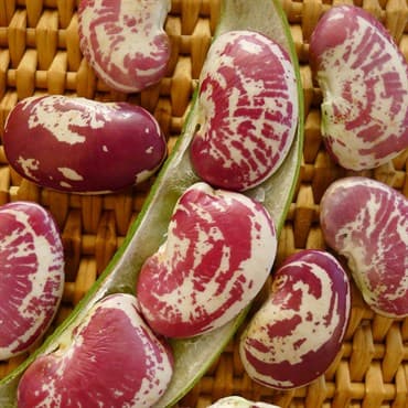 Limas, Large Red Speckled Pole 1lb — photo 1 of 2