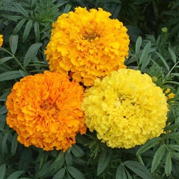 Marigolds, Crackerjack Mix Lbs — photo 1 of 2