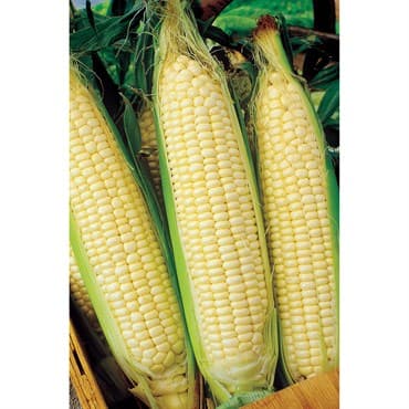 Corn, White Truckers Favorite O.P. 1lb — photo 1 of 2