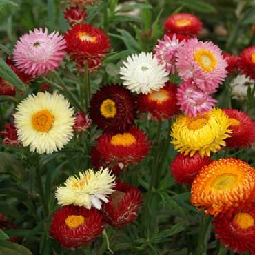 HELICHRYSUM, TALL DBL MIX LBS — photo 1 of 2