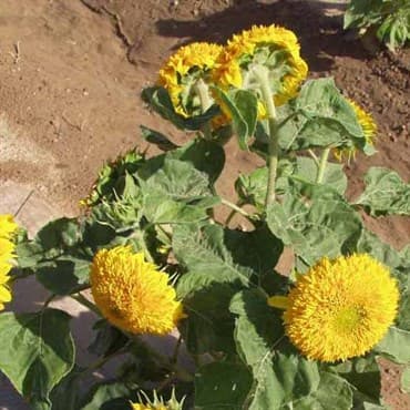 SUNFLOWER SUNGOLD DWARF LBS — photo 1 of 2