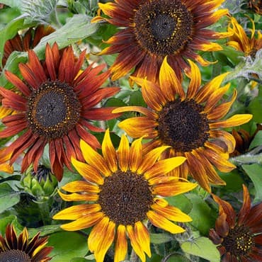 Sunflower, Mardi Gras Blend Lbs — photo 1 of 2