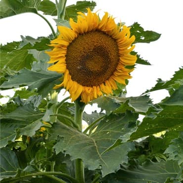 Sunflower, Incredible Dwarf Lbs — photo 1 of 2