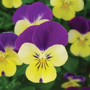 Viola, Johnny Jump Up 1/4oz — photo 1 of 2