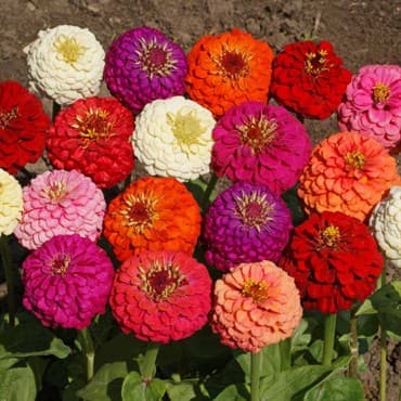 Zinnia, Lilliput Mix Lbs — photo 1 of 2