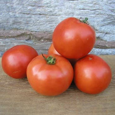 Tomato, Early Girl 500 Seed Count — photo 1 of 2