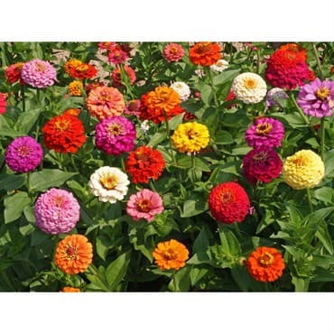 Zinnia, Cut & Come Again - 1 LB — photo 1 of 2