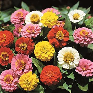 Zinnia, Lilliput Mix 1/2lb — photo 1 of 2