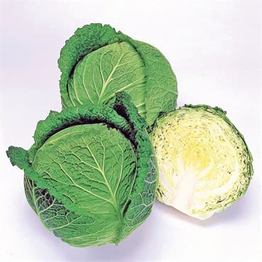 Cabbage, Savoy Ace Improved 5000 Seed Count — photo 1 of 2