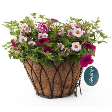 Austram 14" Lotus ProGro Planter Black with Hanger — photo 1 of 2