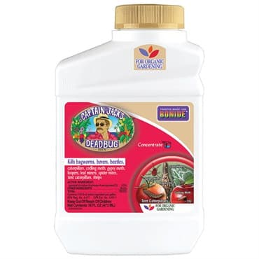 Captain Jacks Pt Dead Bug Brew Concentrate — photo 1 of 2