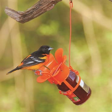 Songbird Essentials Fliteline Jelly & Jam Oriole Feeder — photo 1 of 2