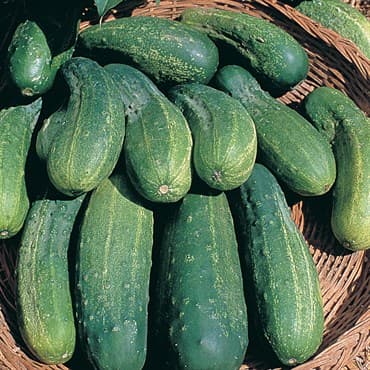 Cucumber, Boston Pickling 1/2oz — photo 1 of 2