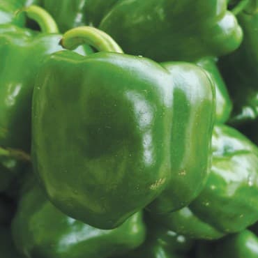 Peppers, California Wonder 1lb — photo 1 of 2