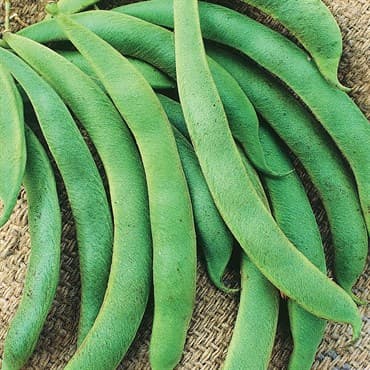 Beans, Volunteer Half Runner Treated 1/2lb — photo 1 of 2