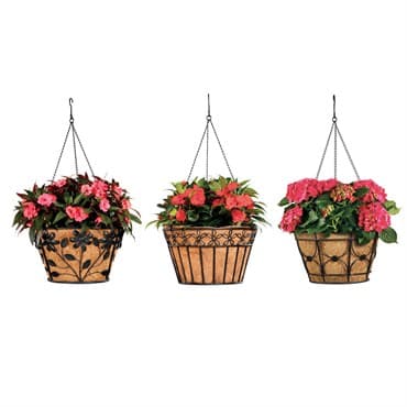 Deer Park Blk Hanging Basket Variety Pk 2 Floral Daisy Ribbon Arch — photo 1 of 2