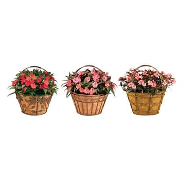 Deer Park Basket Variety Pk 2 Floral Daisy Ribbon Arch — photo 1 of 2