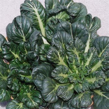 Cabbage, Tatsoi Chinese 1lb — photo 1 of 2