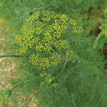 Dill, Long Island 1oz — photo 1 of 2