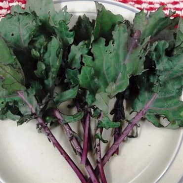 Kale, Red Russian 50# — photo 1 of 2