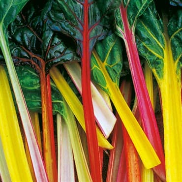 Swiss Chard, Northern Lights 1/2lb — photo 1 of 2