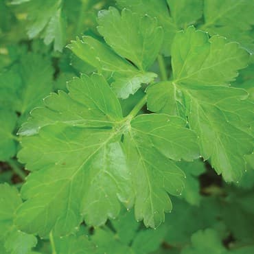 Coriander 1lb — photo 1 of 2