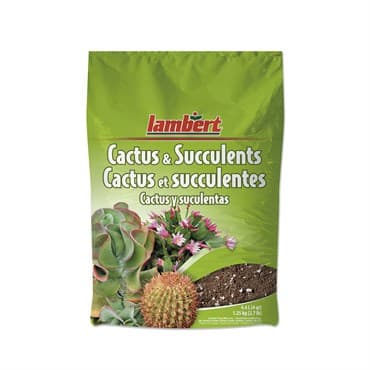 Lambert 4qt Cacti & Succulent 12/CS — photo 1 of 2
