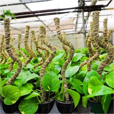 Mossify 16" Bendable Moss Pole Thin Bulk Pack — photo 1 of 2