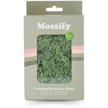 Mossify 60g Reindeer Moss Bag Small Pistachio — photo 1 of 2
