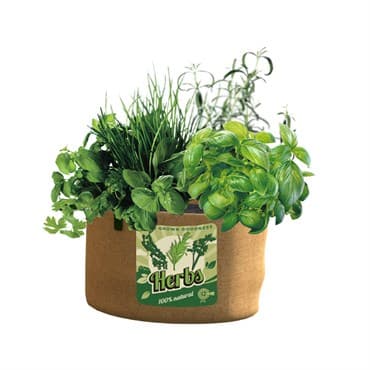 Panacea 5Gal Grow Bag Herbs — photo 1 of 2