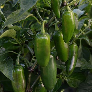 Peppers, La Bomba II 100 Seed Count — photo 1 of 2
