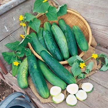 Cucumber, Sweet Success Ps 100 Seed Count — photo 1 of 2