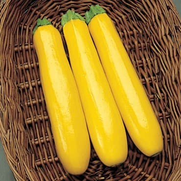 Squash, Gold Rush Hybrid 100 Seed Count — photo 1 of 2