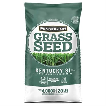 Penn 20# Kentucky 31 Fescue Pk Pencoted — photo 1 of 2