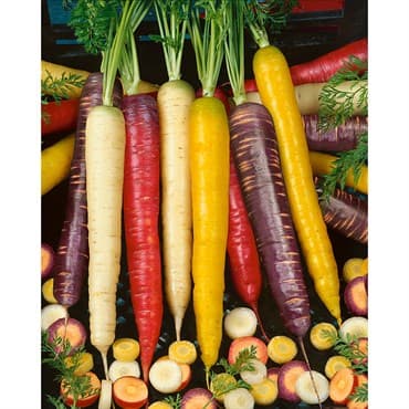 Carrot, Rainbow Blend 1000 Seed Count — photo 1 of 2