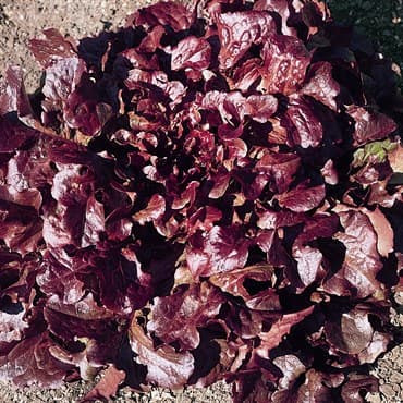 Lettuce, Oakleaf Red 1000 Seed Count — photo 1 of 2