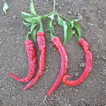 Peppers, Cayenne Red Thick 1000 Seed Count — photo 1 of 2