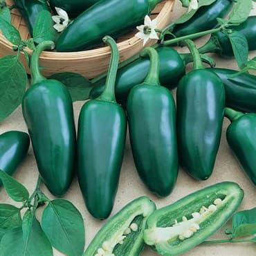 Peppers, Early Jalapeno 1000 Seed Count — photo 1 of 2
