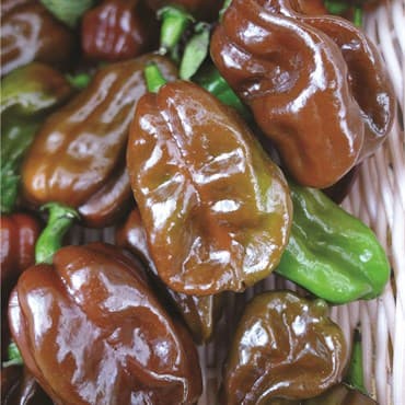 Peppers, Habanero Chocolate 100 Seed Count — photo 1 of 2