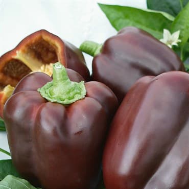 Peppers, Chocolate Beauty 100 Seed Count — photo 1 of 2