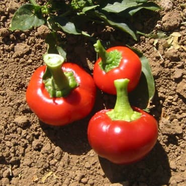 Peppers, Sunbright Orange 1000 Seed Count — photo 1 of 2