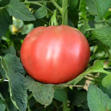 Tomato, Cherokee Purple 500 Seed Count — photo 1 of 2