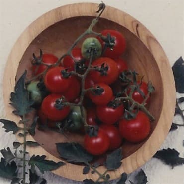 Tomato, Tommy Toe 500 Seed Count — photo 1 of 2