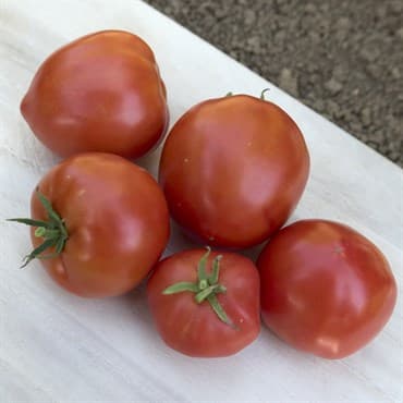 Tomato, Mountain Pride F1 5000 Seed Count — photo 1 of 2