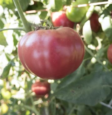 Tomato, Oxheart Red 100 Seed Count — photo 1 of 2
