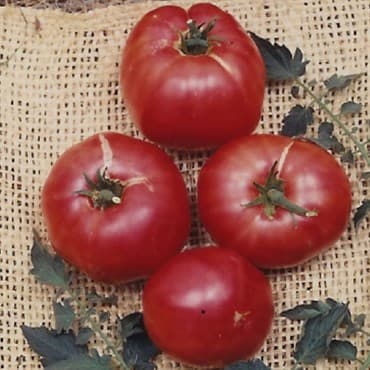 Tomato, German Johnson 100 Seed Count — photo 1 of 2