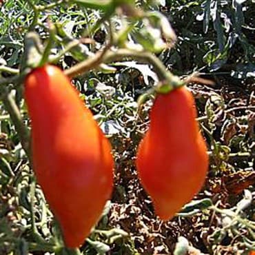 Tomato, San Marzano Indeterminate 100 Seed Count — photo 1 of 2