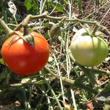 Tomato, Super Sioux 500 Seed Count — photo 1 of 2