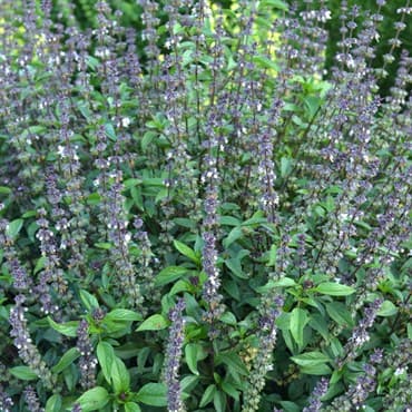 Basil, Cinnamon 1/16oz — photo 1 of 2